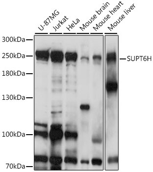 SUPT6H Antibody