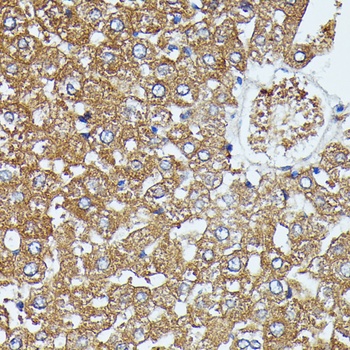 SAA4 Antibody