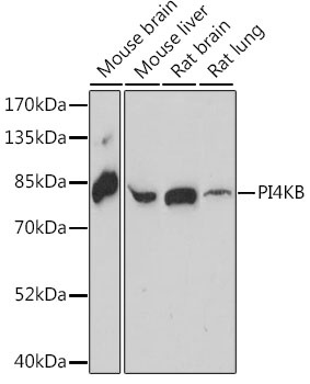 PI4KB Antibody