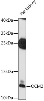OCM2 Antibody