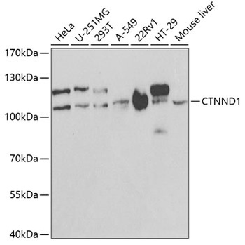 CTNND1 Antibody