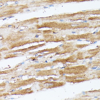 NUBP1 Antibody