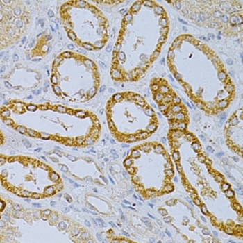 OLR1 Antibody