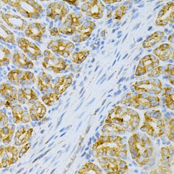 OLR1 Antibody