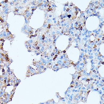 CXCR1 Antibody