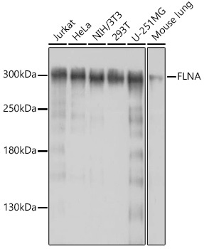 FLNA Antibody