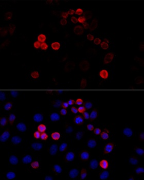 FLNA Antibody