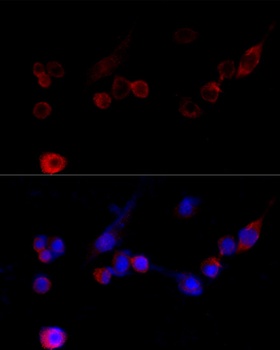 FLNA Antibody