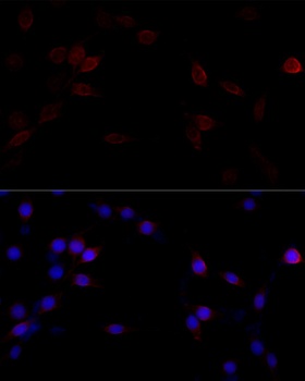 FLNA Antibody