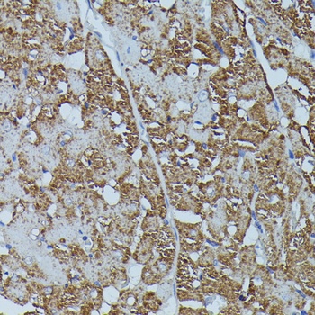 FKBP1B Antibody