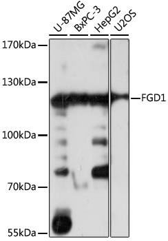 FGD1 Antibody