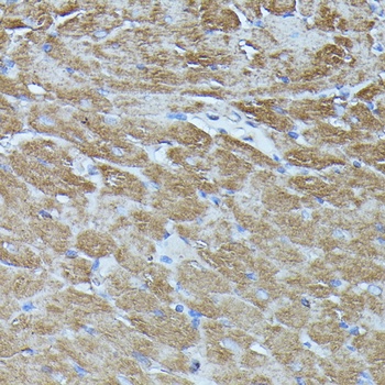 FGD1 Antibody