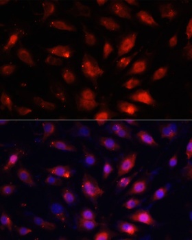 ENO3 Antibody