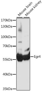 Egr4 Antibody