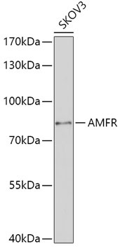 AMFR Antibody