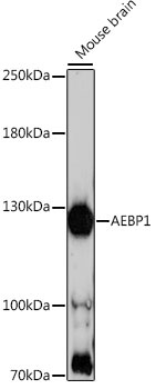 AEBP1 Antibody