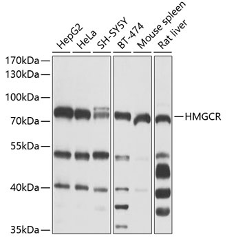 HMGCR Antibody