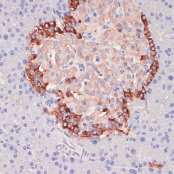 FUT4 Antibody