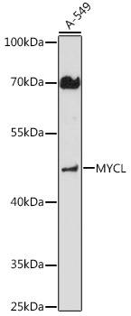 MYCL Antibody