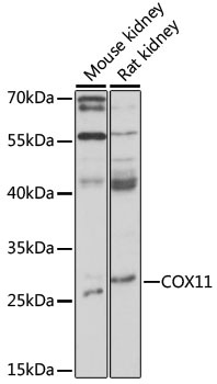 COX11 Antibody