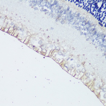 OPN4 Antibody