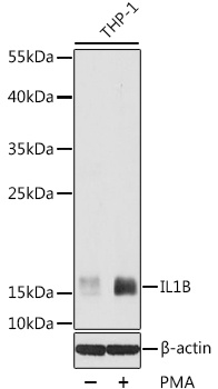IL1B Antibody