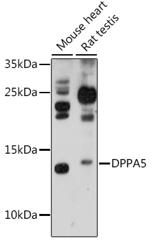 DPPA5 Antibody
