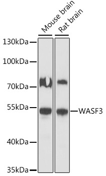 WASF3 Antibody
