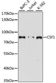 CSF1 Antibody