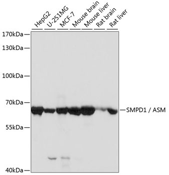 SMPD1 / ASM Antibody
