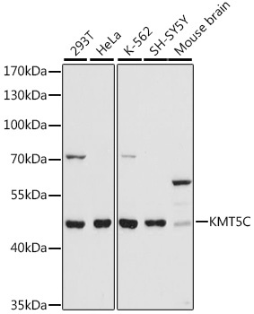 KMT5C Antibody