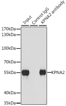 KPNA2 Antibody