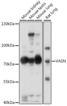 VASN Antibody