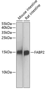 FABP2 Antibody