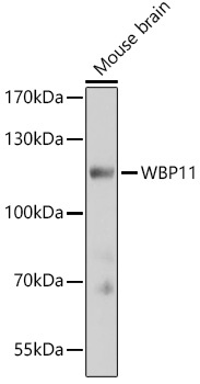 WBP11 Antibody
