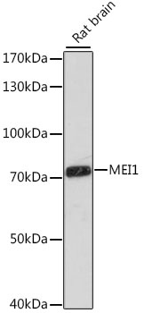 MEI1 Antibody