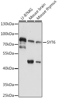 SYT6 Antibody