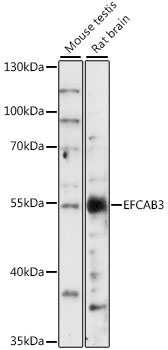 EFCAB3 Antibody