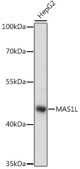 MAS1L Antibody