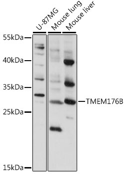 TMEM176B Antibody