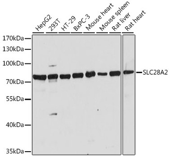 SLC28A2 Antibody