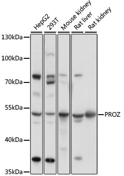 PROZ Antibody