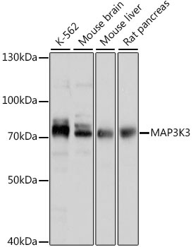MAP3K3 Antibody