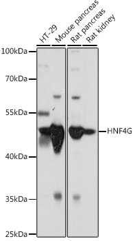 HNF4G Antibody