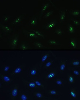 HNF4G Antibody