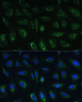 RAPGEF1 Antibody