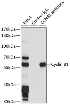 CLNS1A Antibody