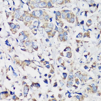 CCNB1 Antibody