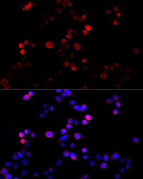 CCNB1 Antibody