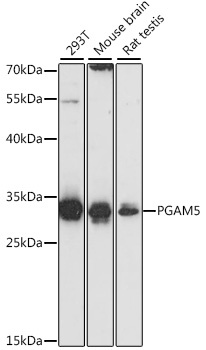 PGAM5 Antibody